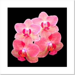 orchid floral orchids flower tendril Posters and Art